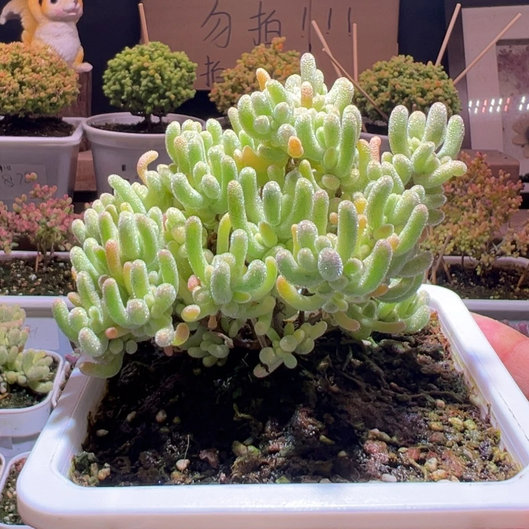 637橙叶锦一物一拍包开箱