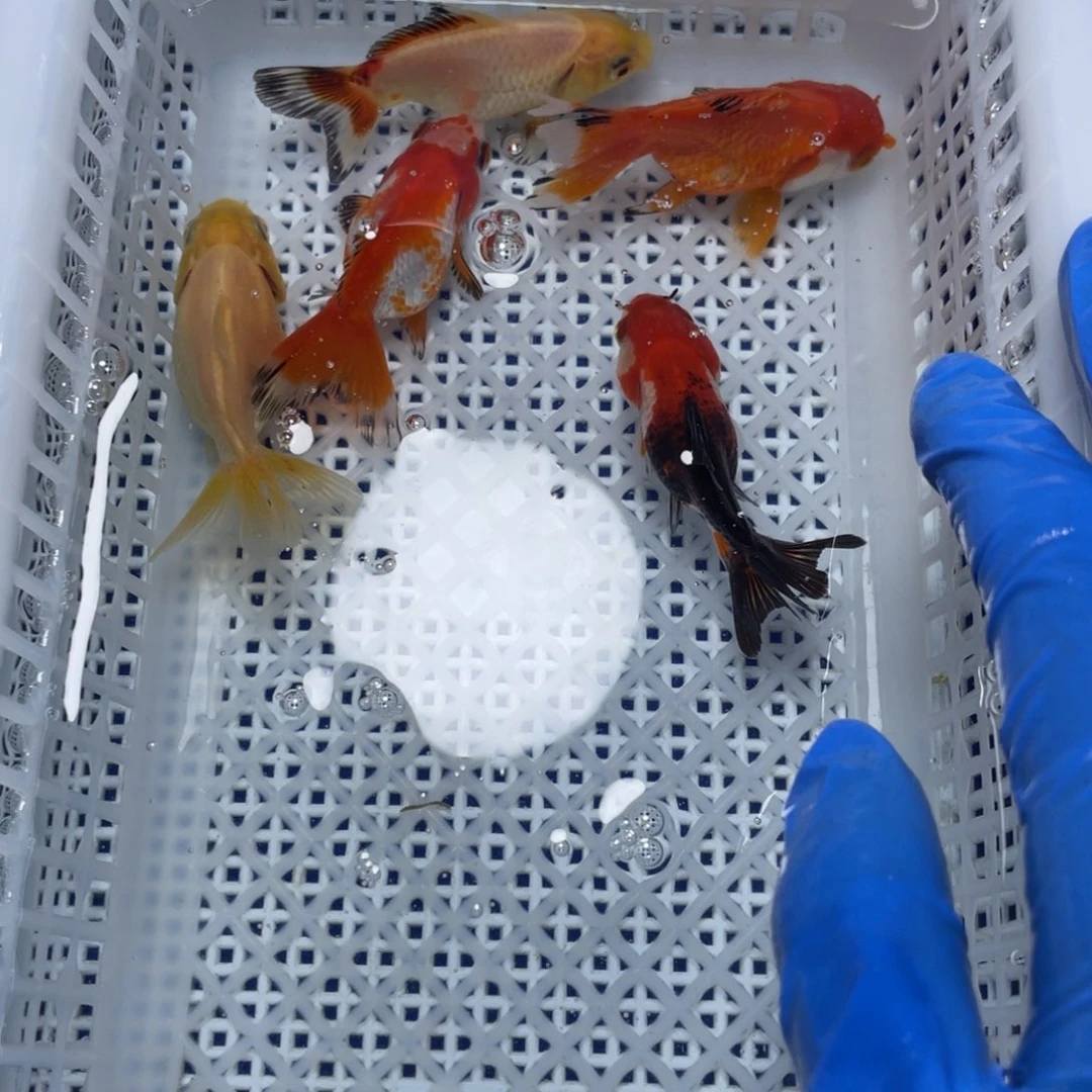 海水鱼花泰狮金鱼23