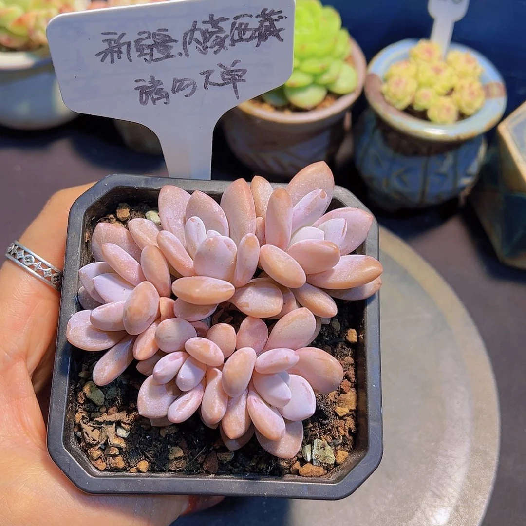 粉兔群，带盆发货，