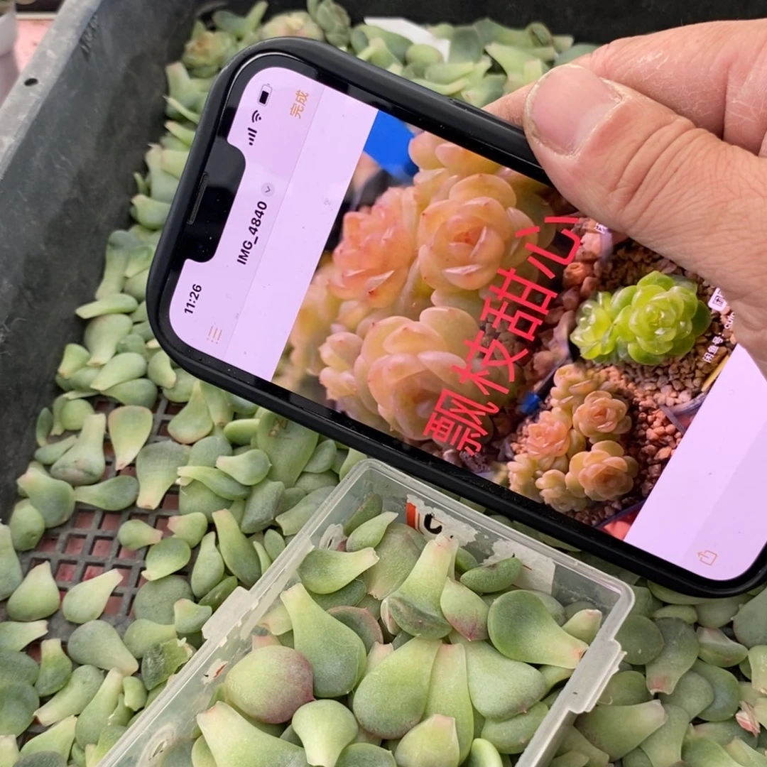 纯叶片甜心飘枝叶片一个