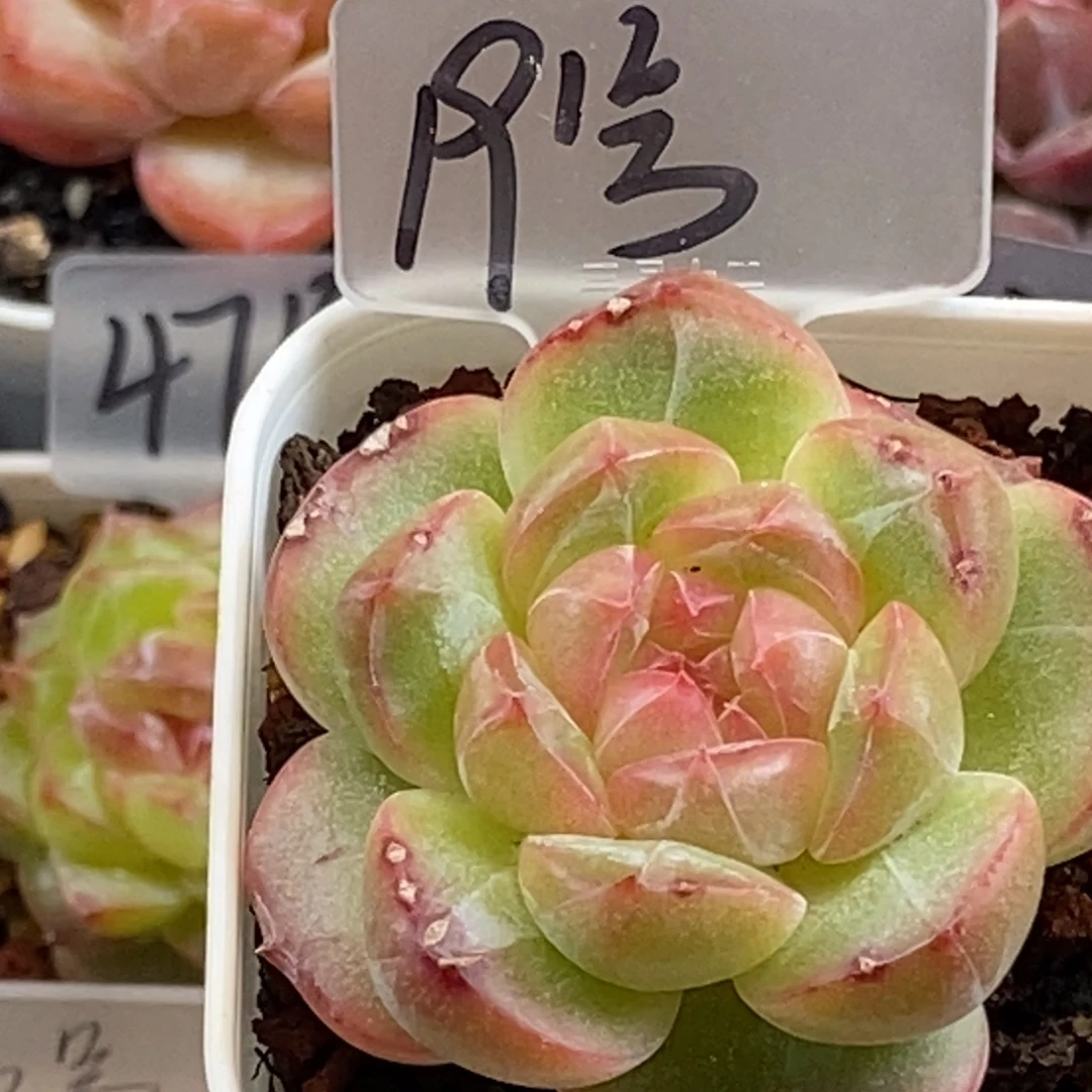 天官赐福百无禁忌