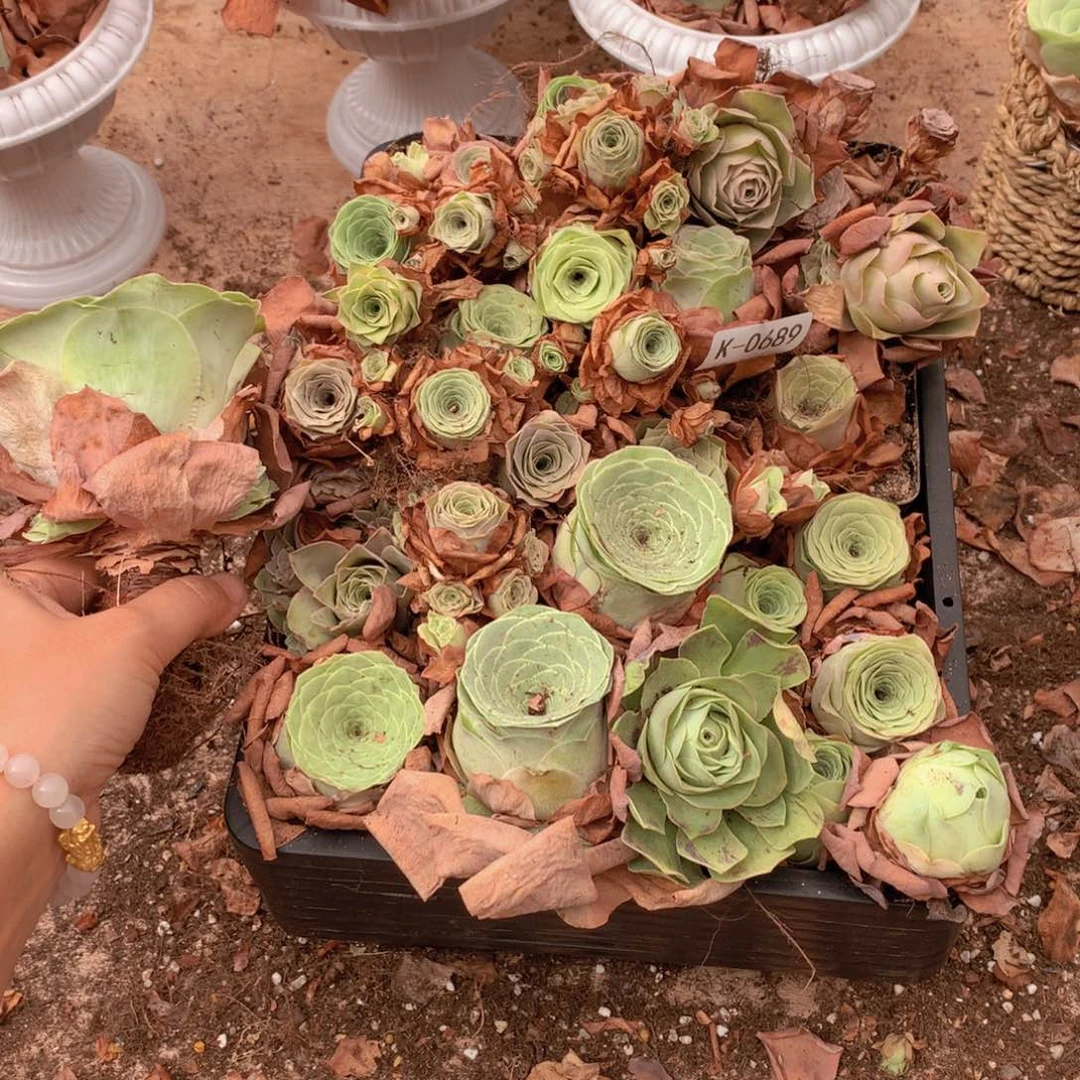 0689 瑕疵品28颗不售后