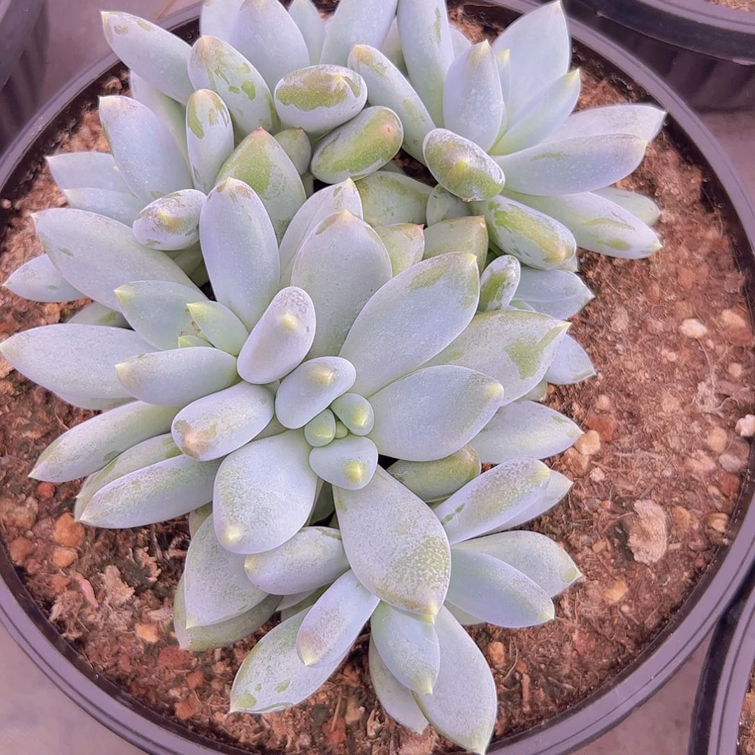 哥特7头自然群11111