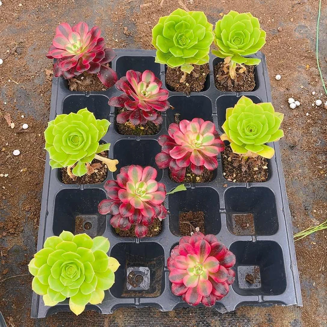 美杜莎5颗琉璃翡翠5颗，，，，