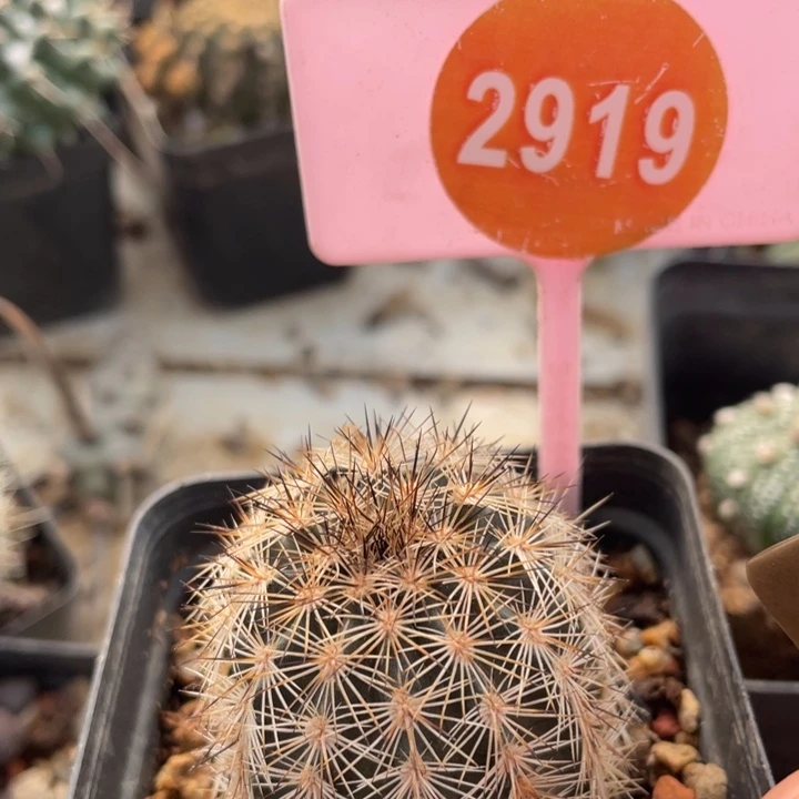 悟***蝶实生虾291900000000