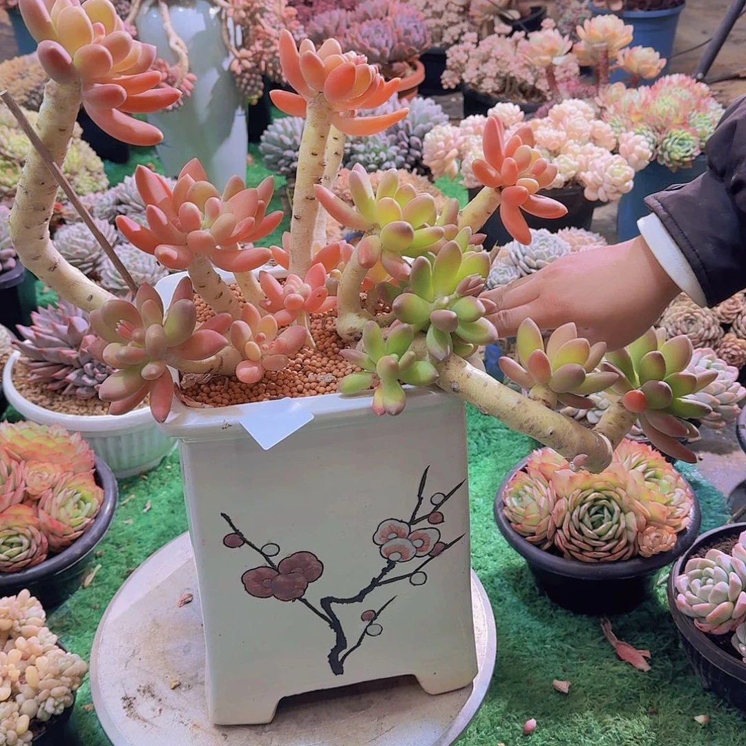 ?****2381带盆金蟾美人