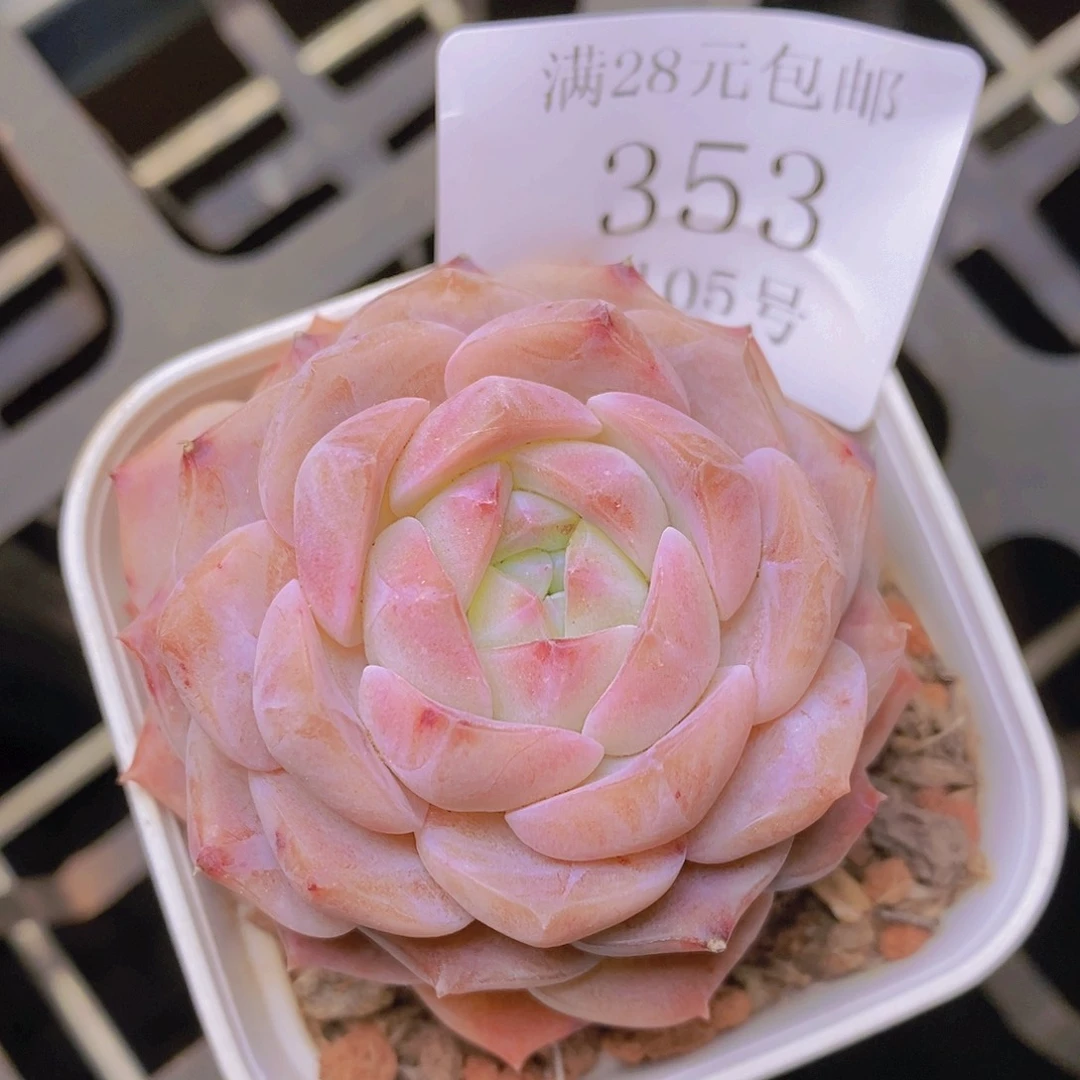 【闪购商品】云353