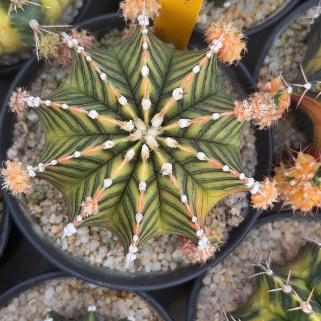 45-1228泰国发货多肉