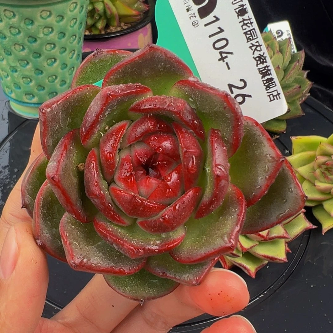 从前慢多肉编号1104-26