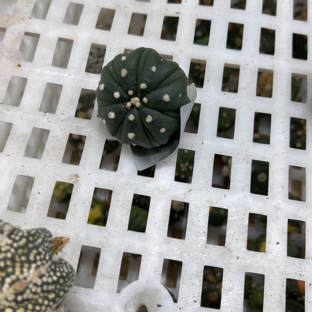 君***）S388号兜仙人球多肉