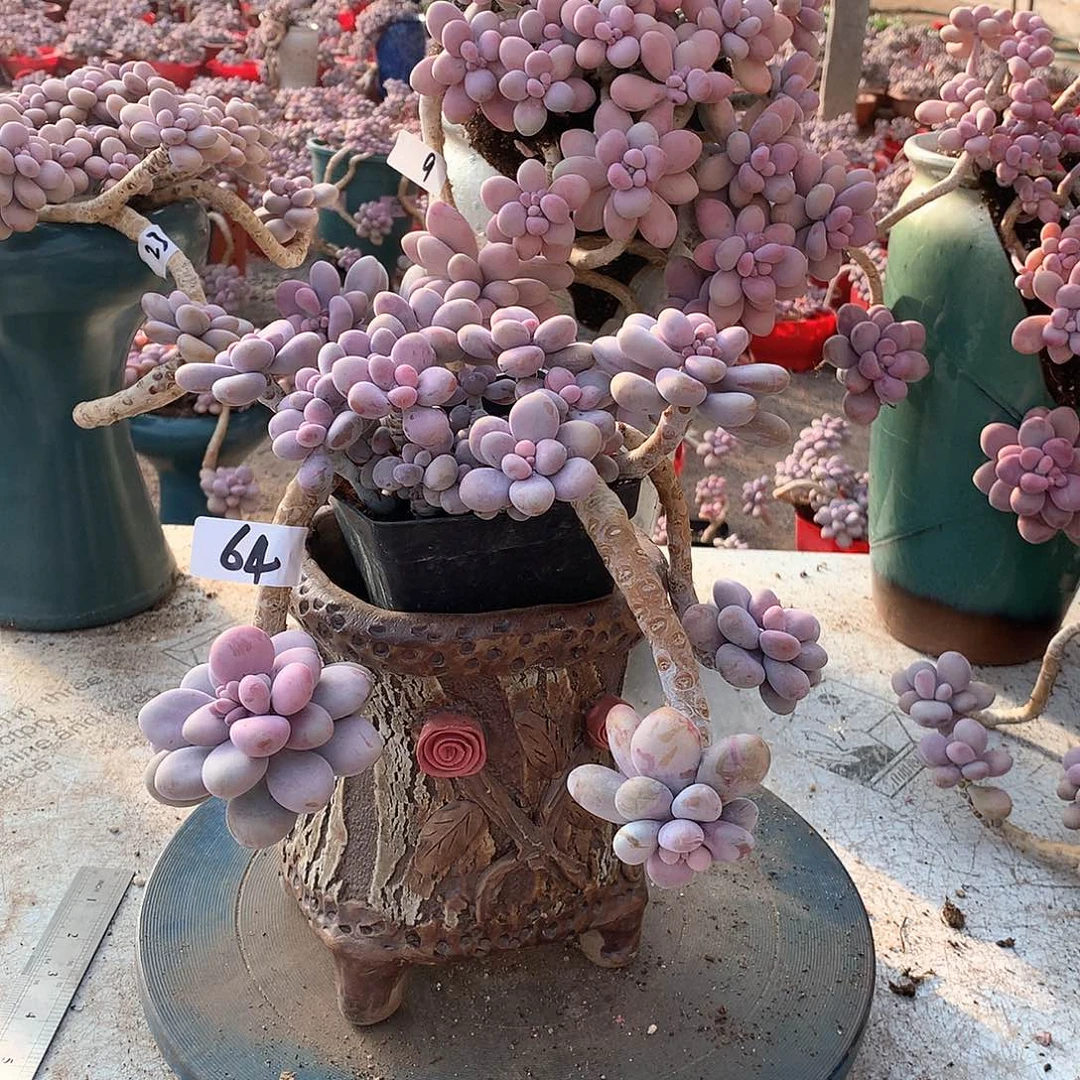 64一物一拍桃蛋老桩