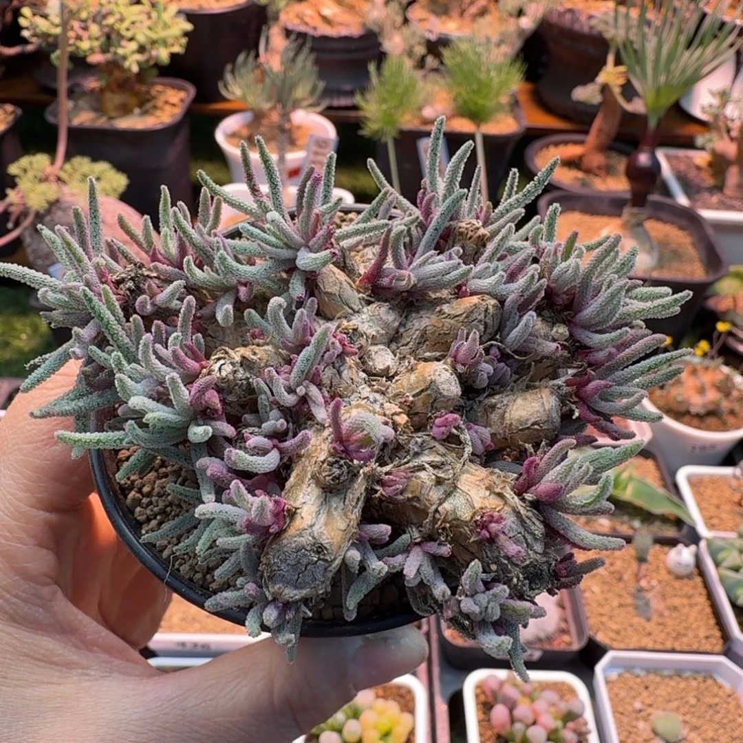 哒***哒老桩天赐1637 仙人球