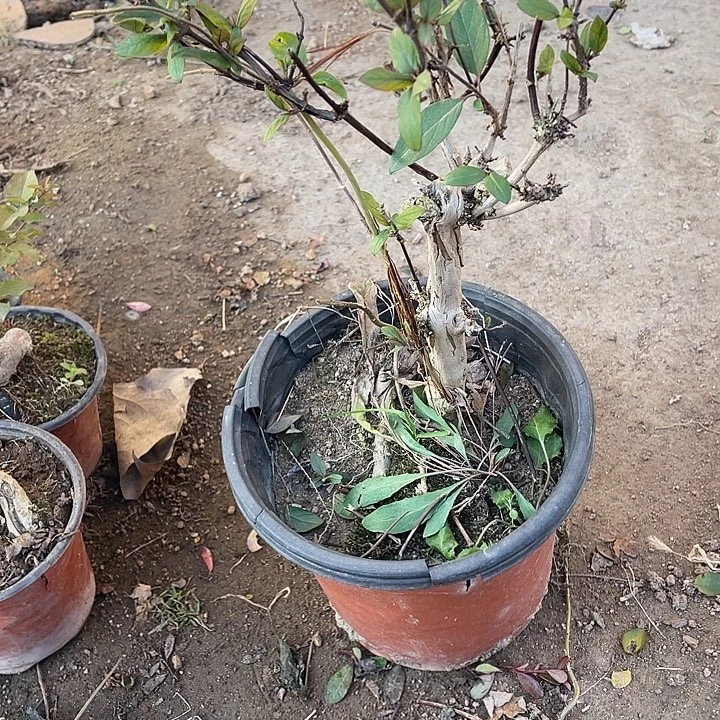 用***0无花朵30菊花计划经济