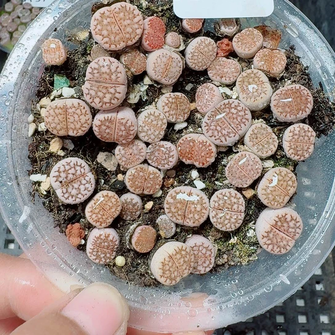 64多肉植物多肉植物