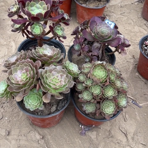 925多肉植物组合,