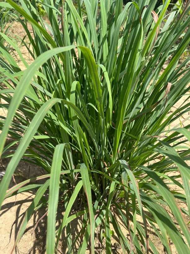 农村冲凉泡脚用植物百山草含：香茅 艾草 三叉苦 柚子叶 呃叶…