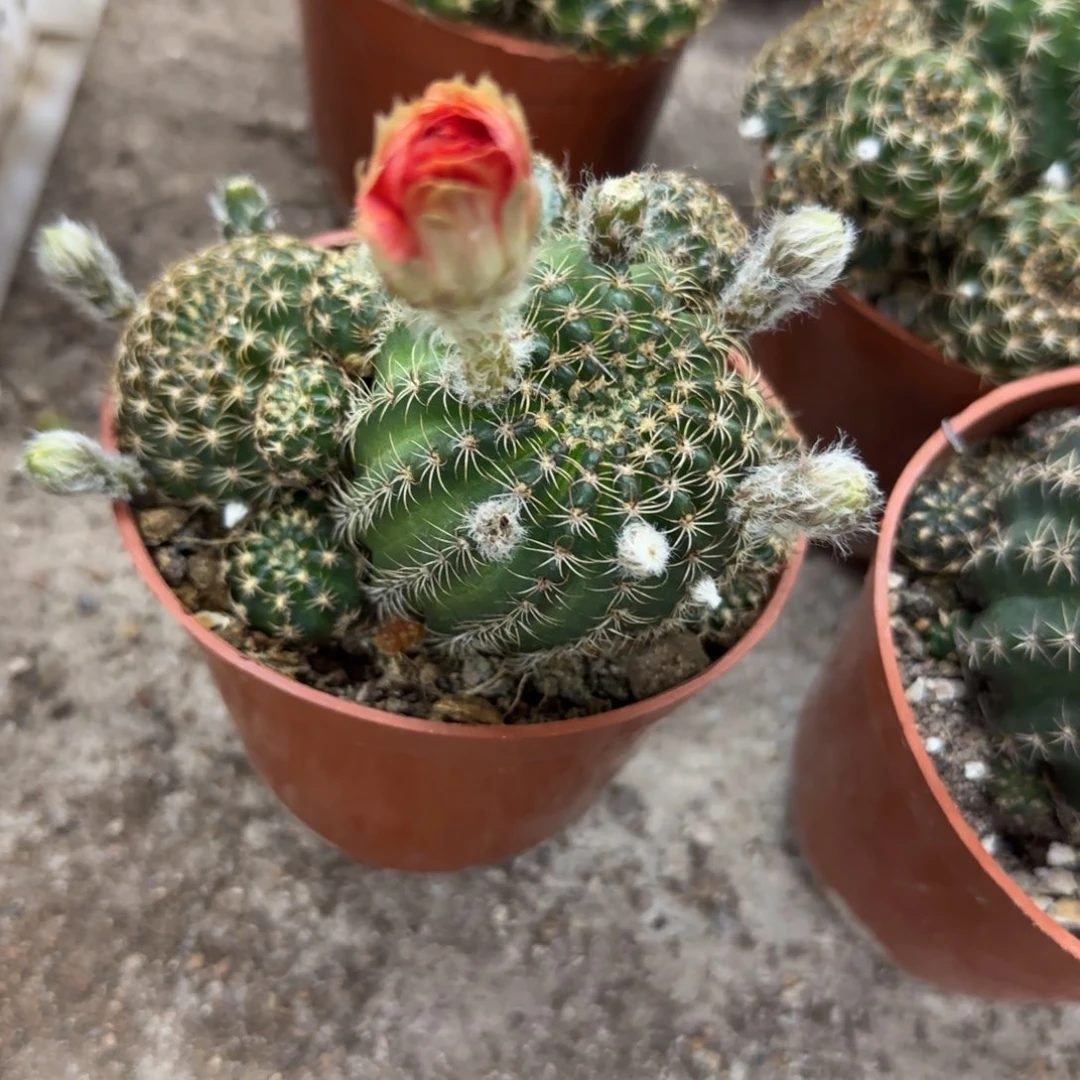 缘*花花花花花花花花