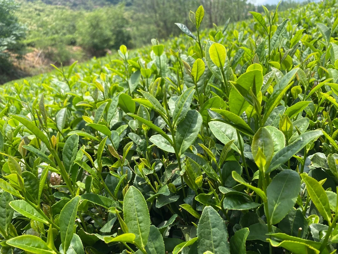 2025年日照绿茶露天新茶浓香板栗香高火有沙口
