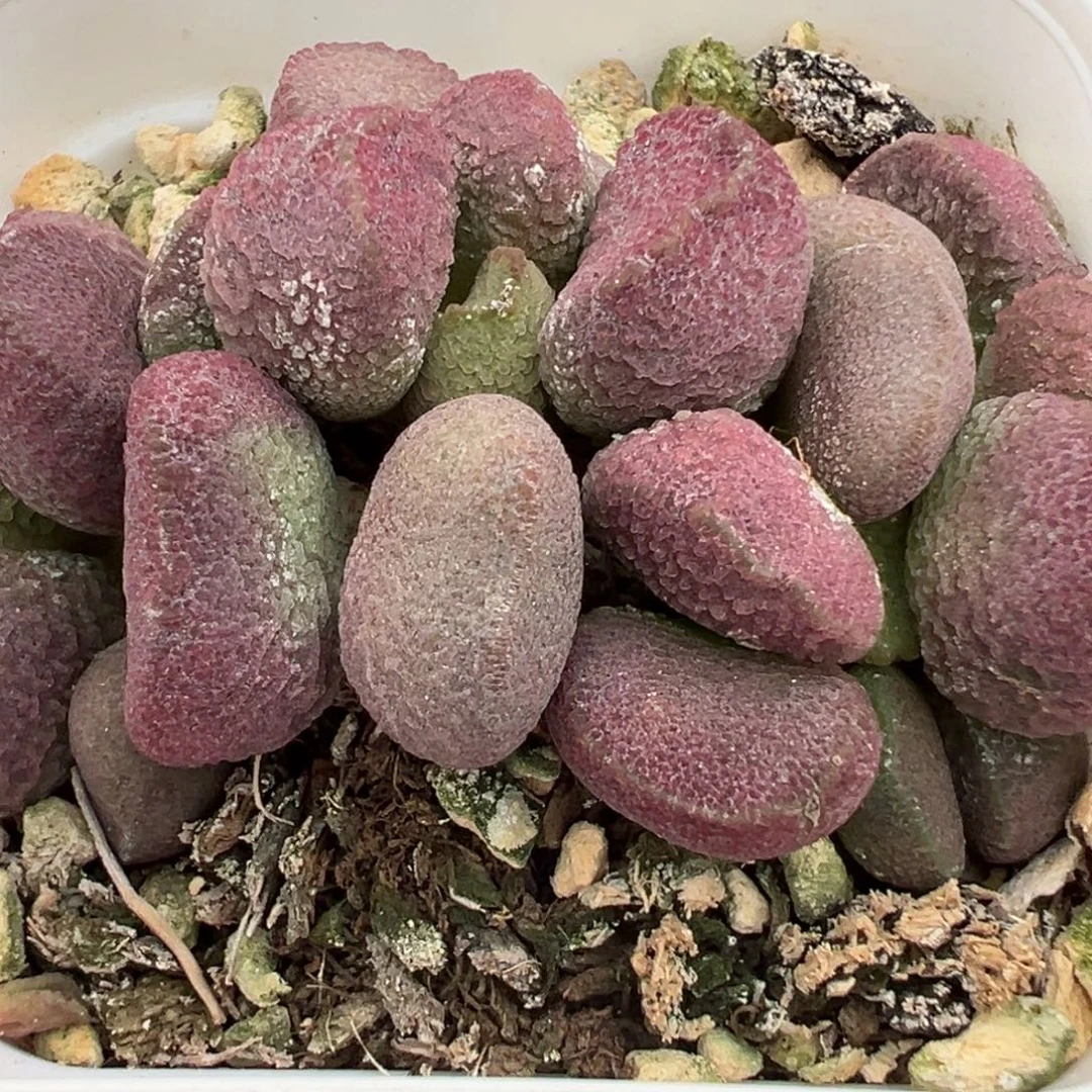 夏娃多肉植物水泡