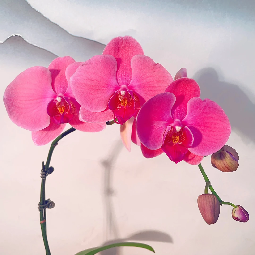 05【香橙美人】精品蝴蝶兰.室内植物