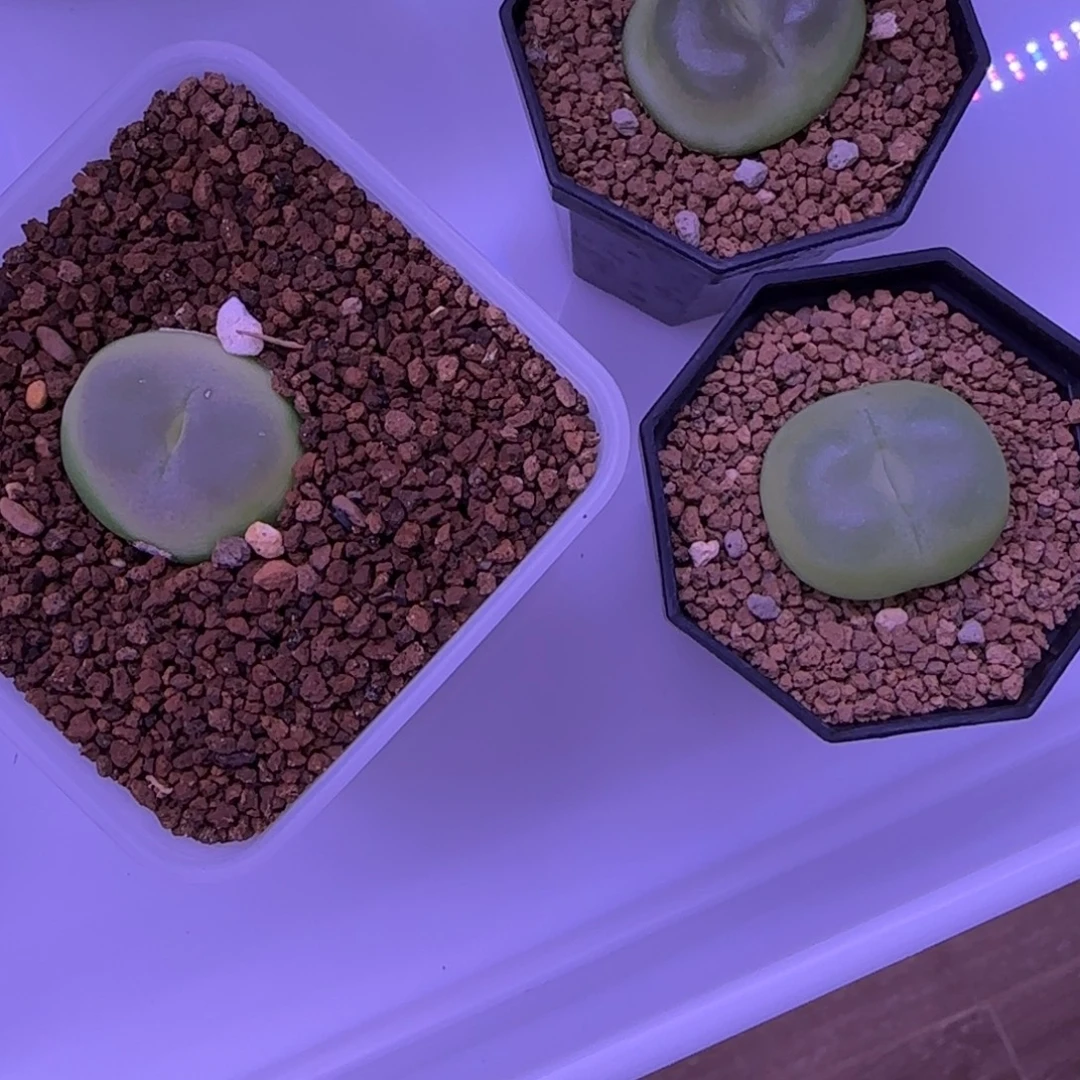 拉登三颗一起2.3公分多