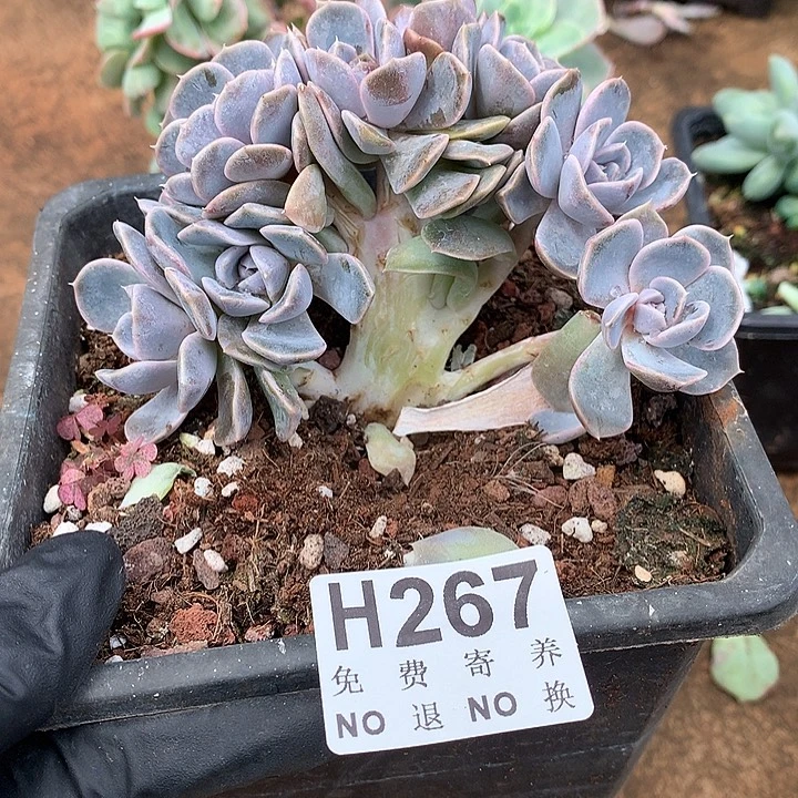 汉堡小树 不确定土里有没有侧切 非偏远38包邮 节后发