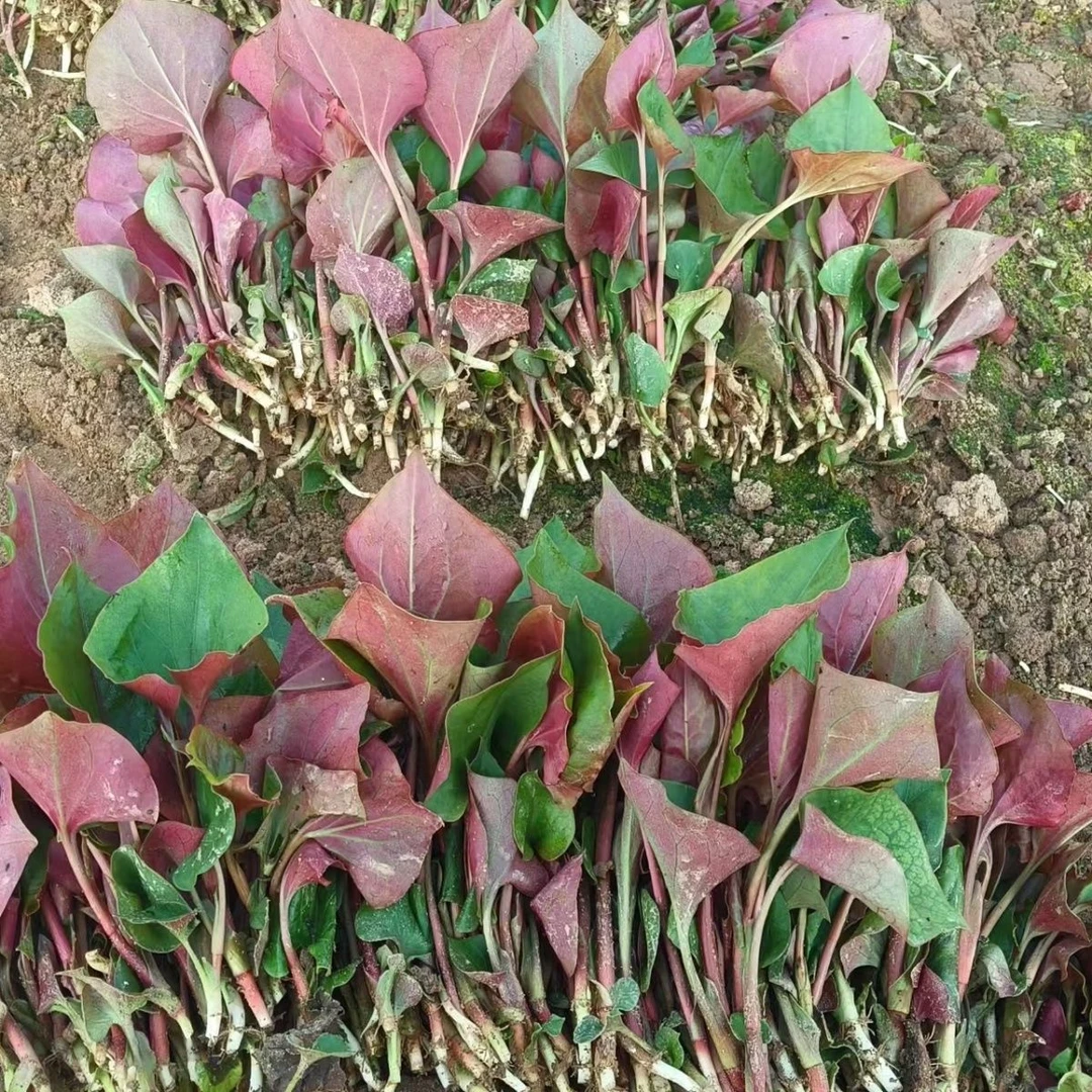 新鲜折耳根嫩叶现挖鱼腥草四川当季蔬菜凉拌食用保温箱加冰袋发货