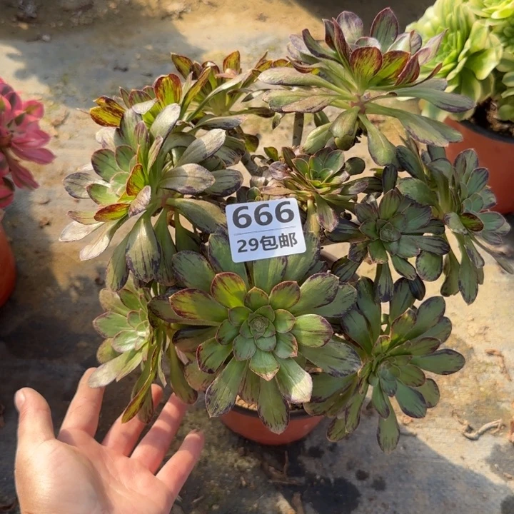 V锦……多肉植物……