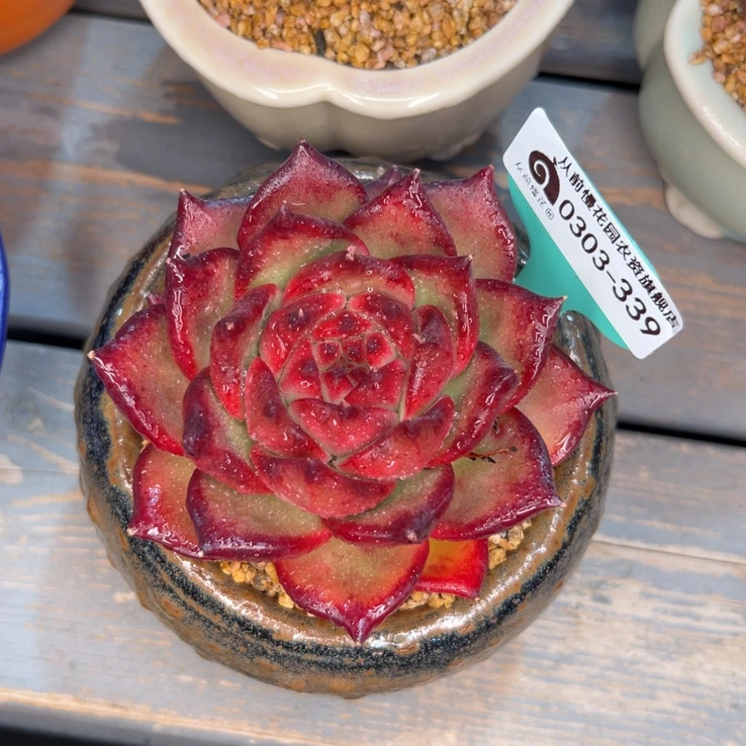 多肉一物一拍0303-339