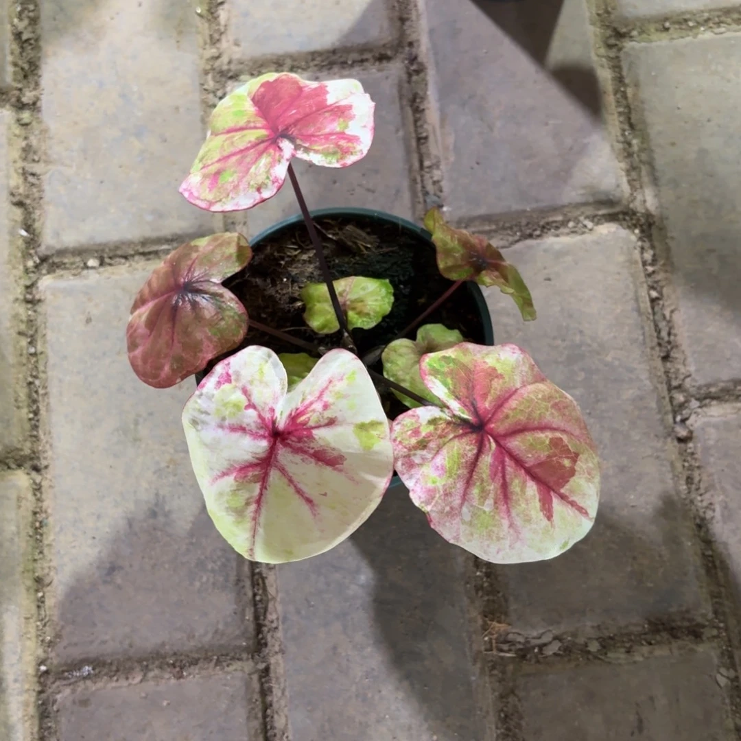 小***丫哈拉吧啦泰国60-1108