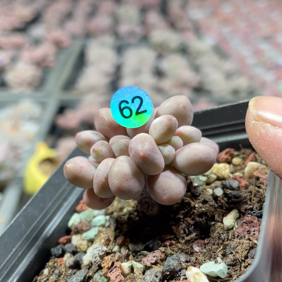 仙子奶酪多肉植物