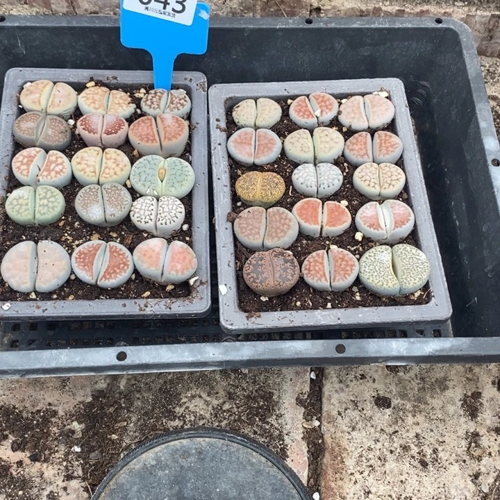 入***师生石花等植物的生长043