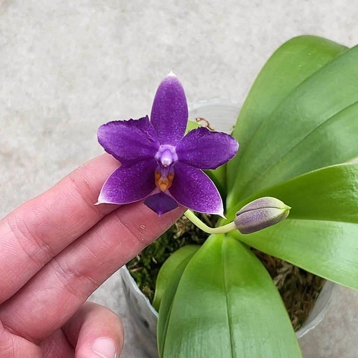 大部分花苞少量开放柳林蓝猫变异