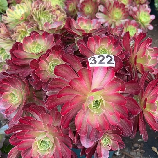 崔****?多肉植物一个