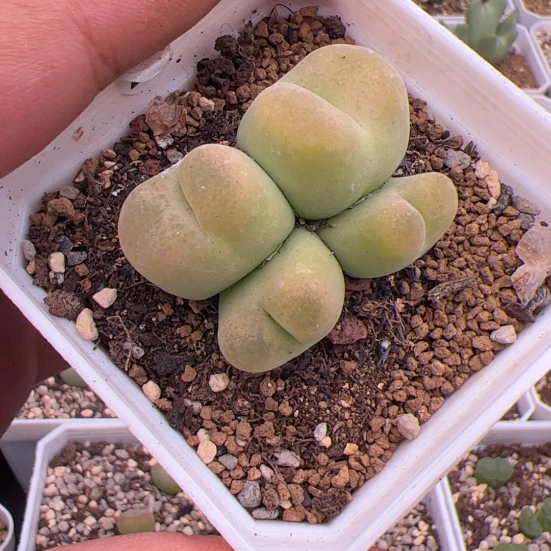8.12大毛多肉植物51