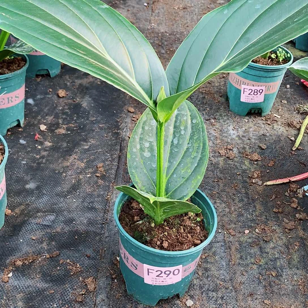 无花朵用****8木本花卉290