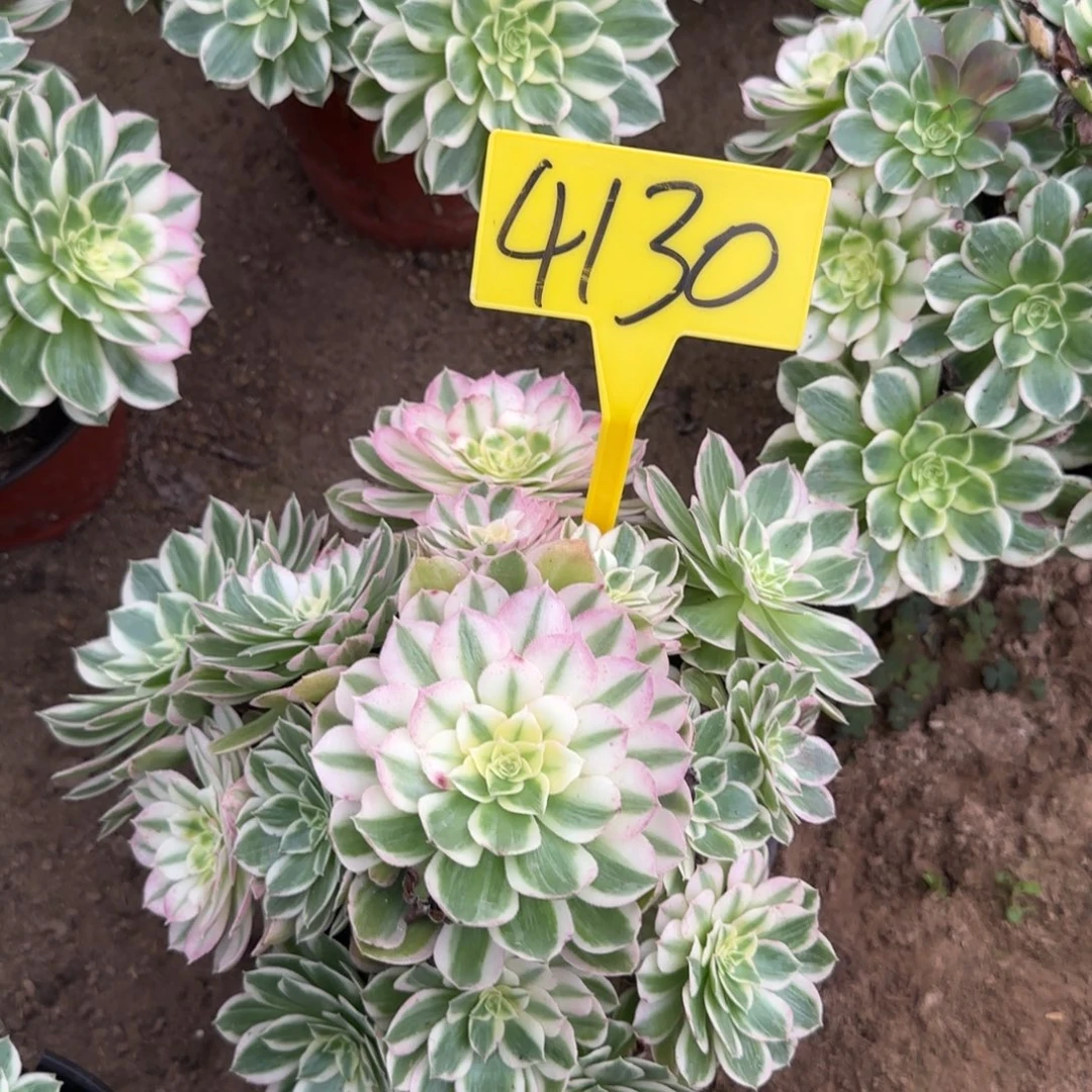 4130---海王多肉植物