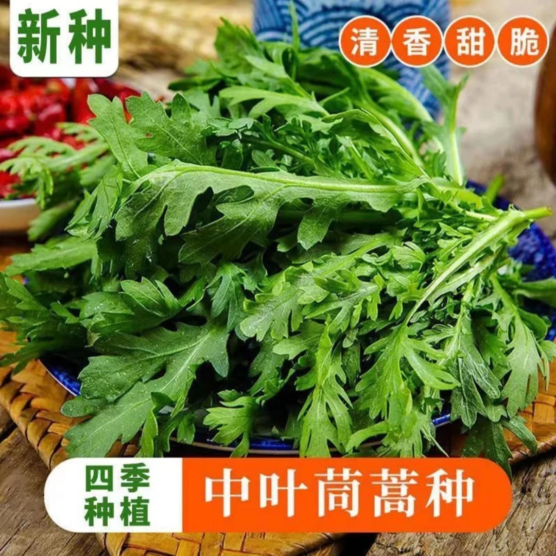 【茼蒿种子】皇帝菜中叶茼蒿菜分叉多花叶茼蒿种子春菊菜耐热耐寒