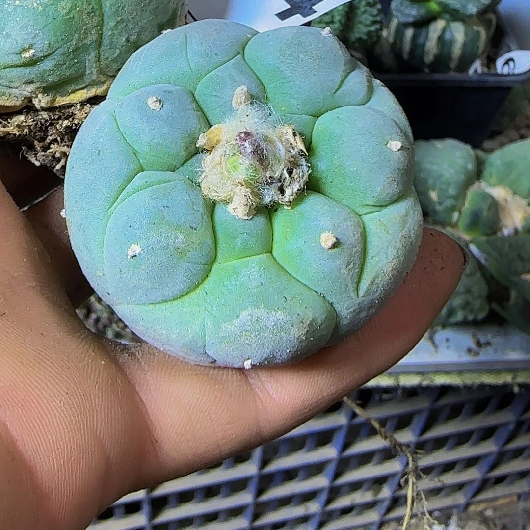 两个大尤仙964萝卜根