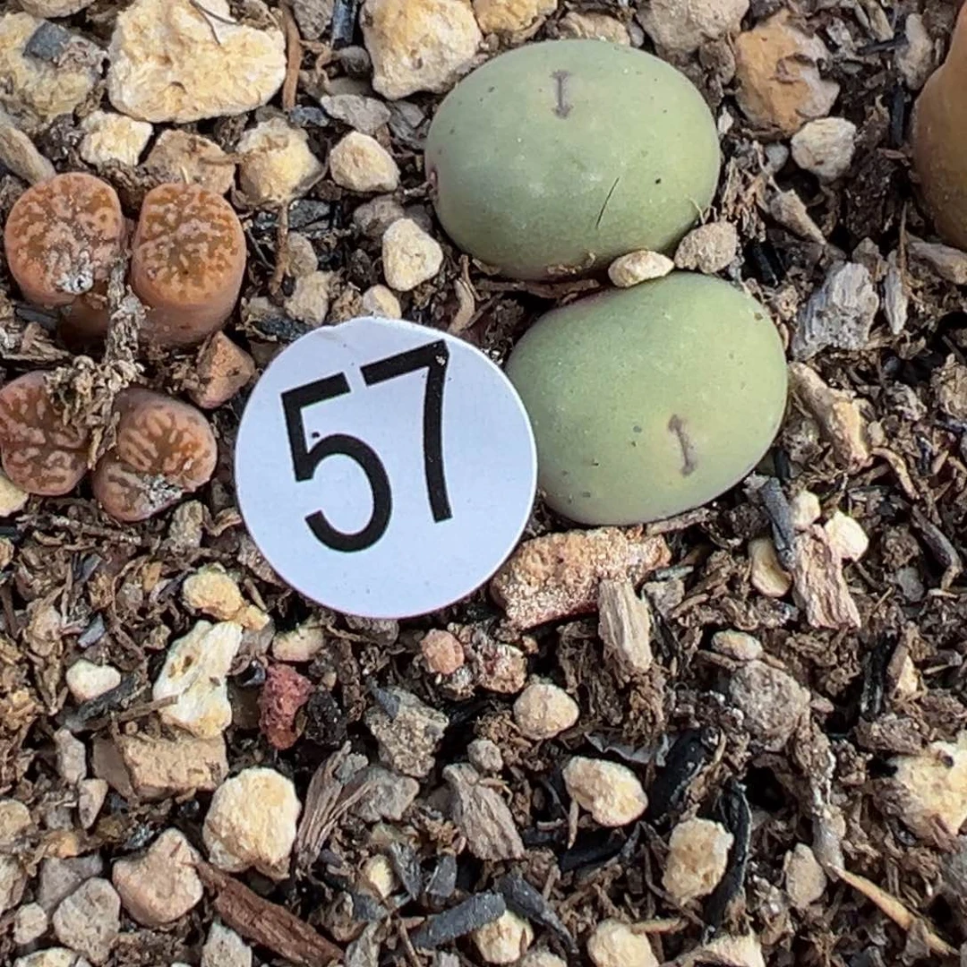 多肉植物1111111111111