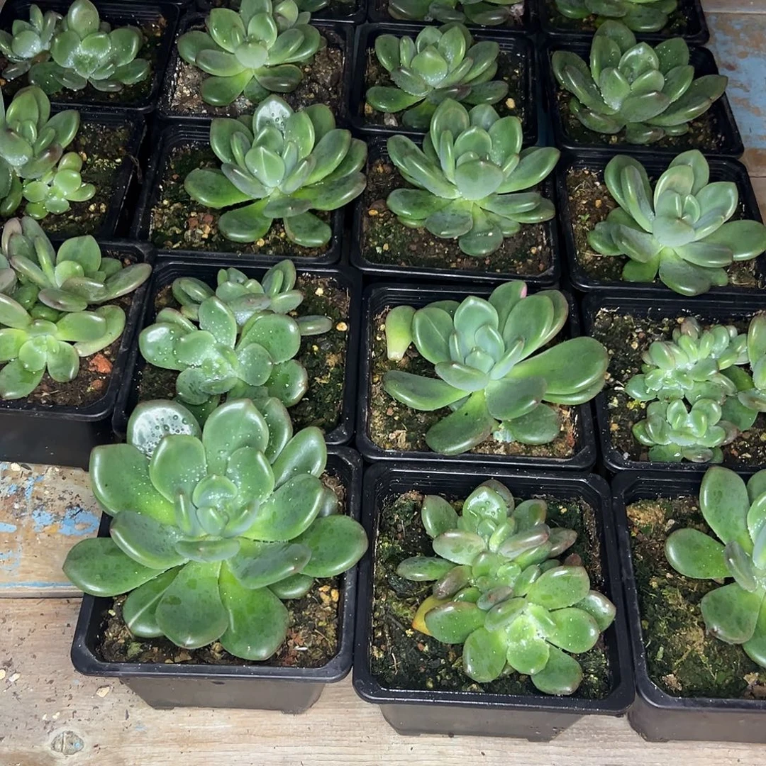 郁***仔43颗橘落，一物一拍
