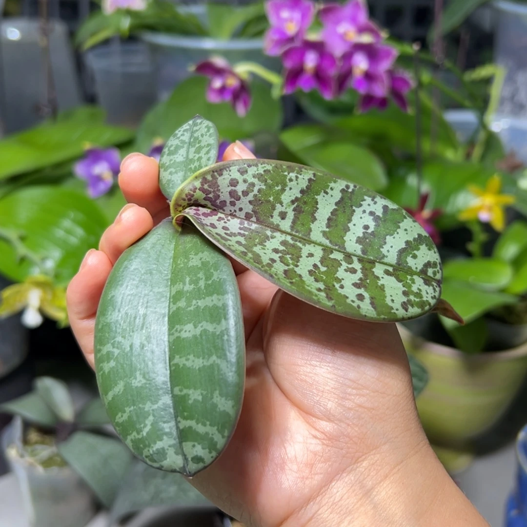 海***石大部分开放少量花苞