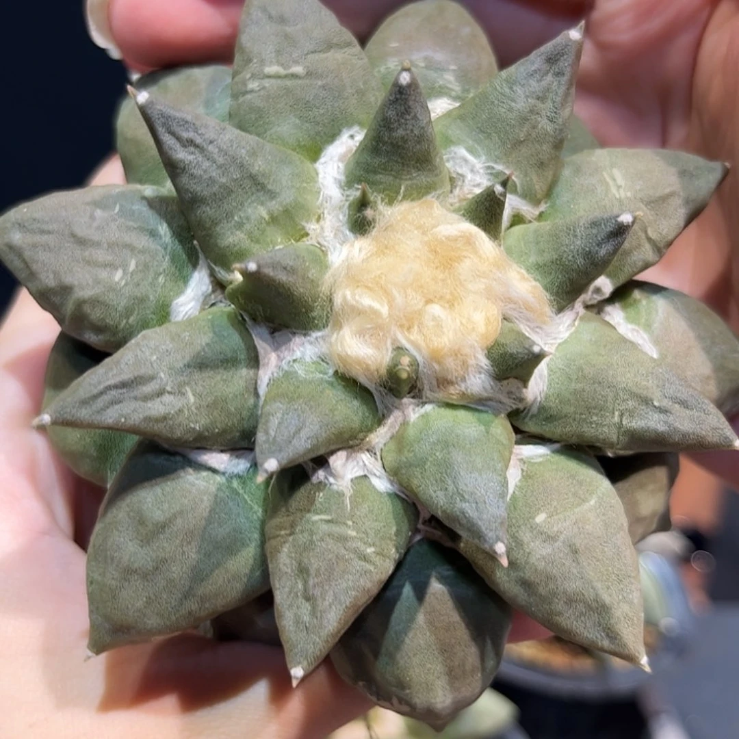 10cm萝卜根大青瓷牡丹呀