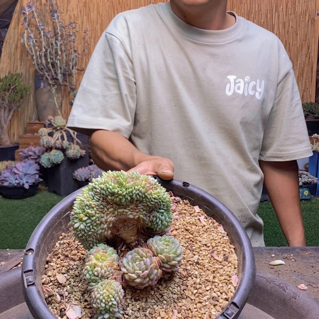 ?**?526 号白胖子多肉