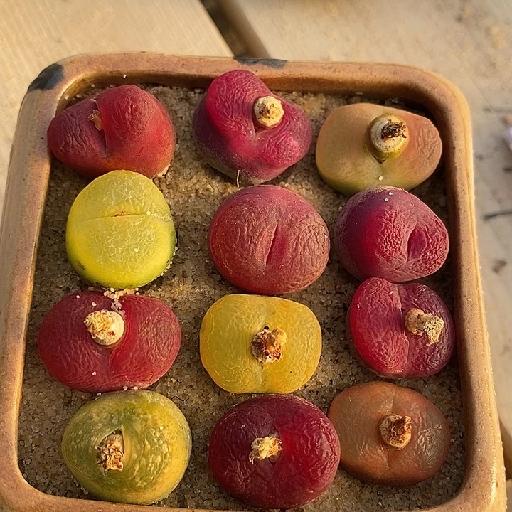 29519一组彩色桃子