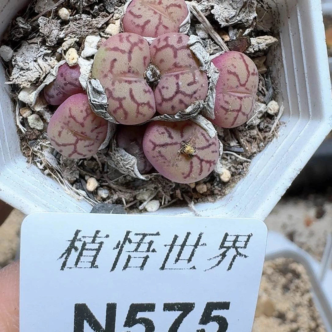 575号多肉植物哇x