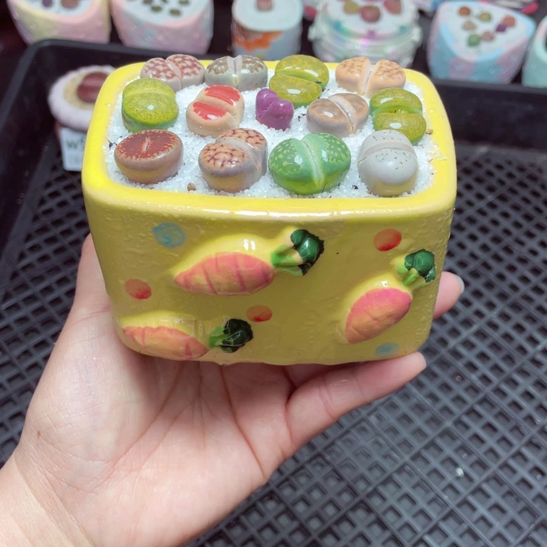 w5795 -零下地区拍保温箱-15支持寄养