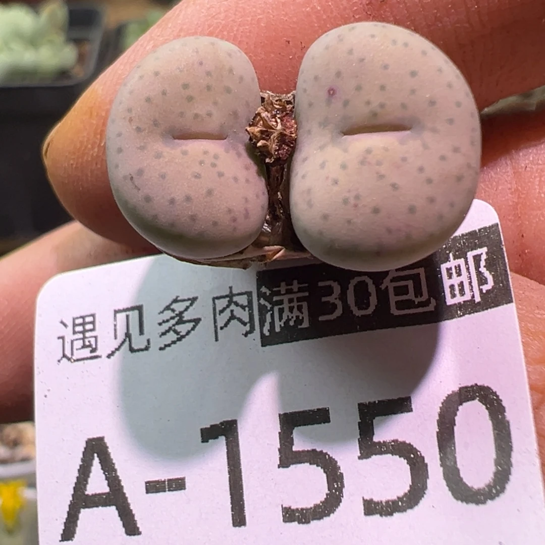 多肉植物11111111111