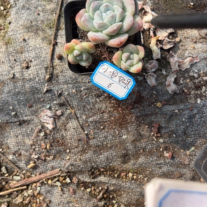 小***吖冰玉多肉七方盆3头...