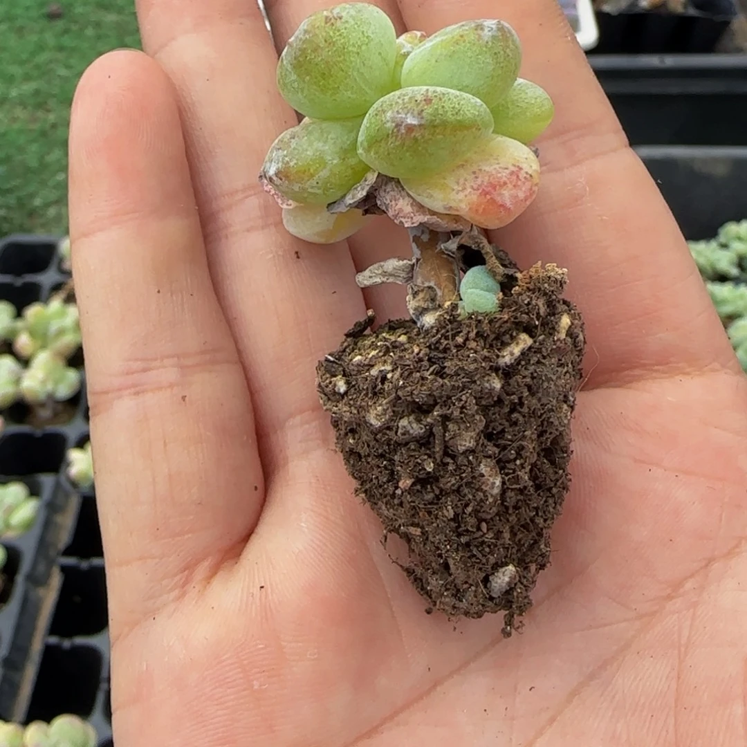 w***芳145 号一物一拍特价福利